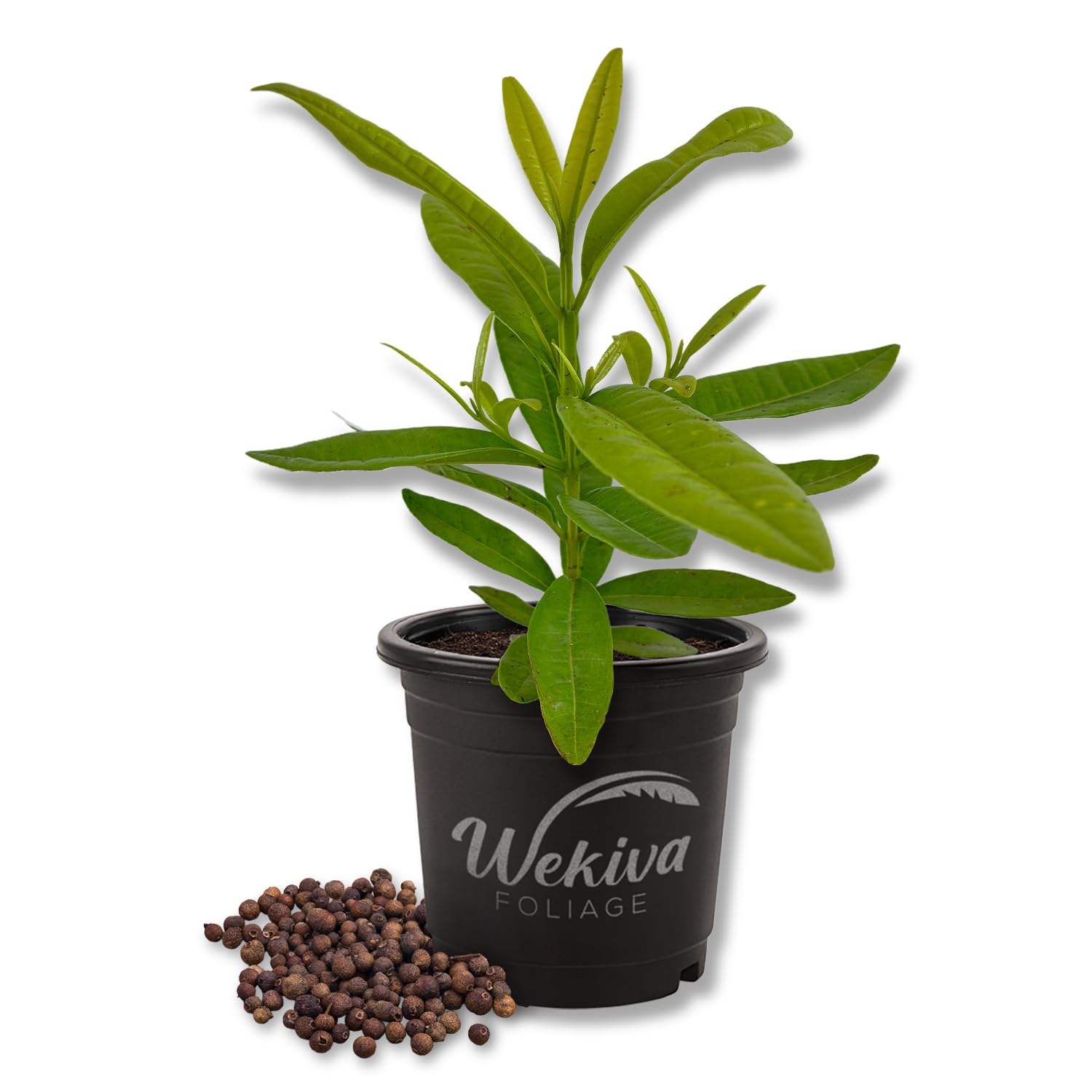 south peak plants出品 Amazon.com : Allspice Tree - Live Plant in a 4 Inch Growers Pot